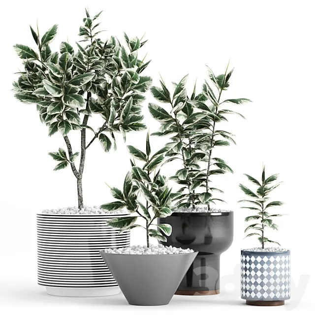 Plants and Planters _10 (Ficus Elastica Variegata) 3ds Max