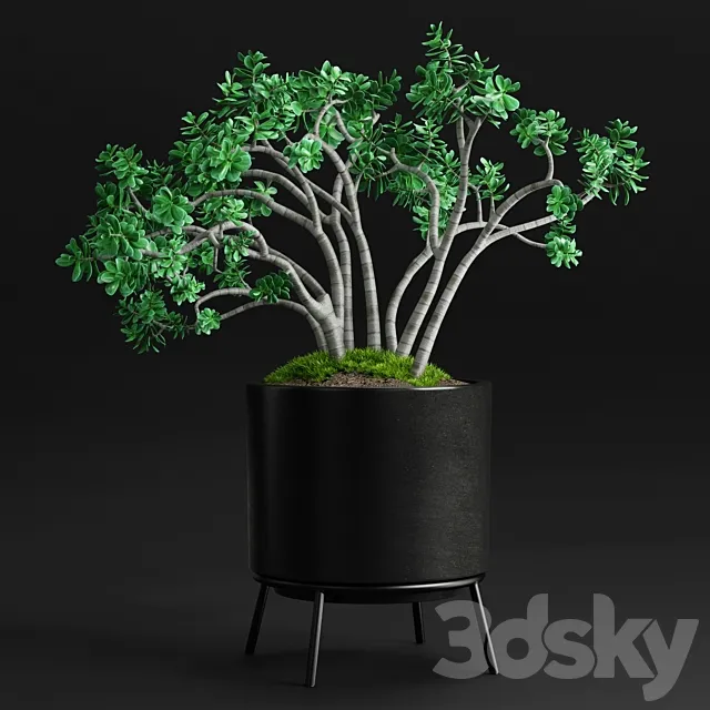 Plants and Planters _11 (Jade Plant) 3ds Max