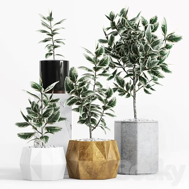 Plants and Planters _8 (Ficus Elastica Variegata) 3DS Max Model