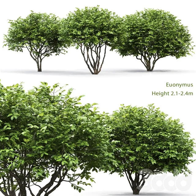 PLANTS – BUSH – 3D MODELS – 3DS MAX – FREE DOWNLOAD – 16524