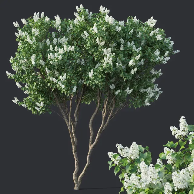 PLANTS – BUSH – 3D MODELS – 3DS MAX – FREE DOWNLOAD – 16534