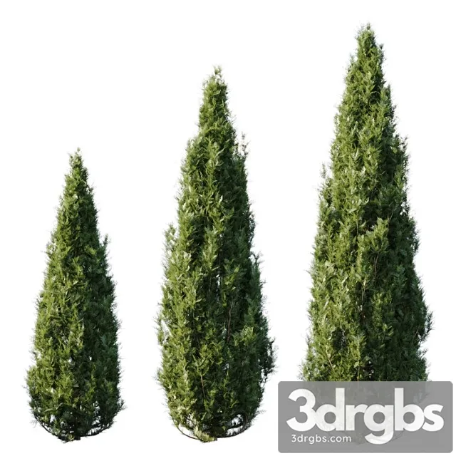 Plants Bush Thuja