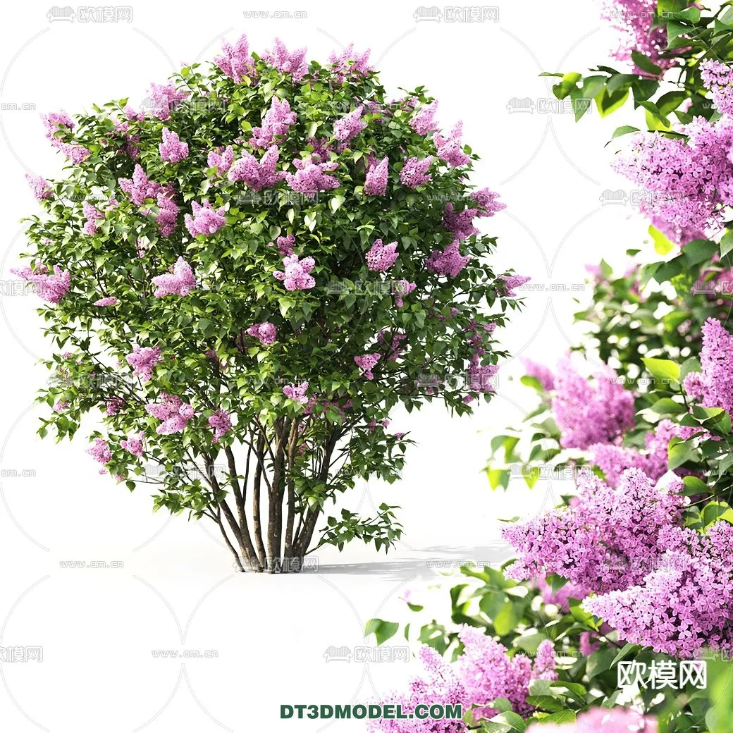PLANTS – BUSH – VRAY / CORONA – 3D MODEL – 270