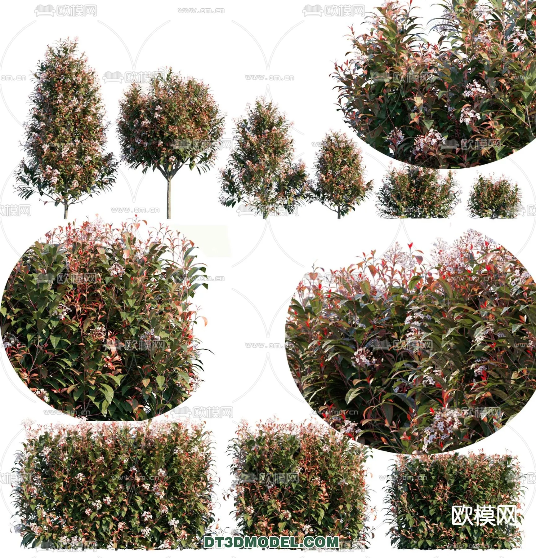 PLANTS – BUSH – VRAY / CORONA – 3D MODEL – 284