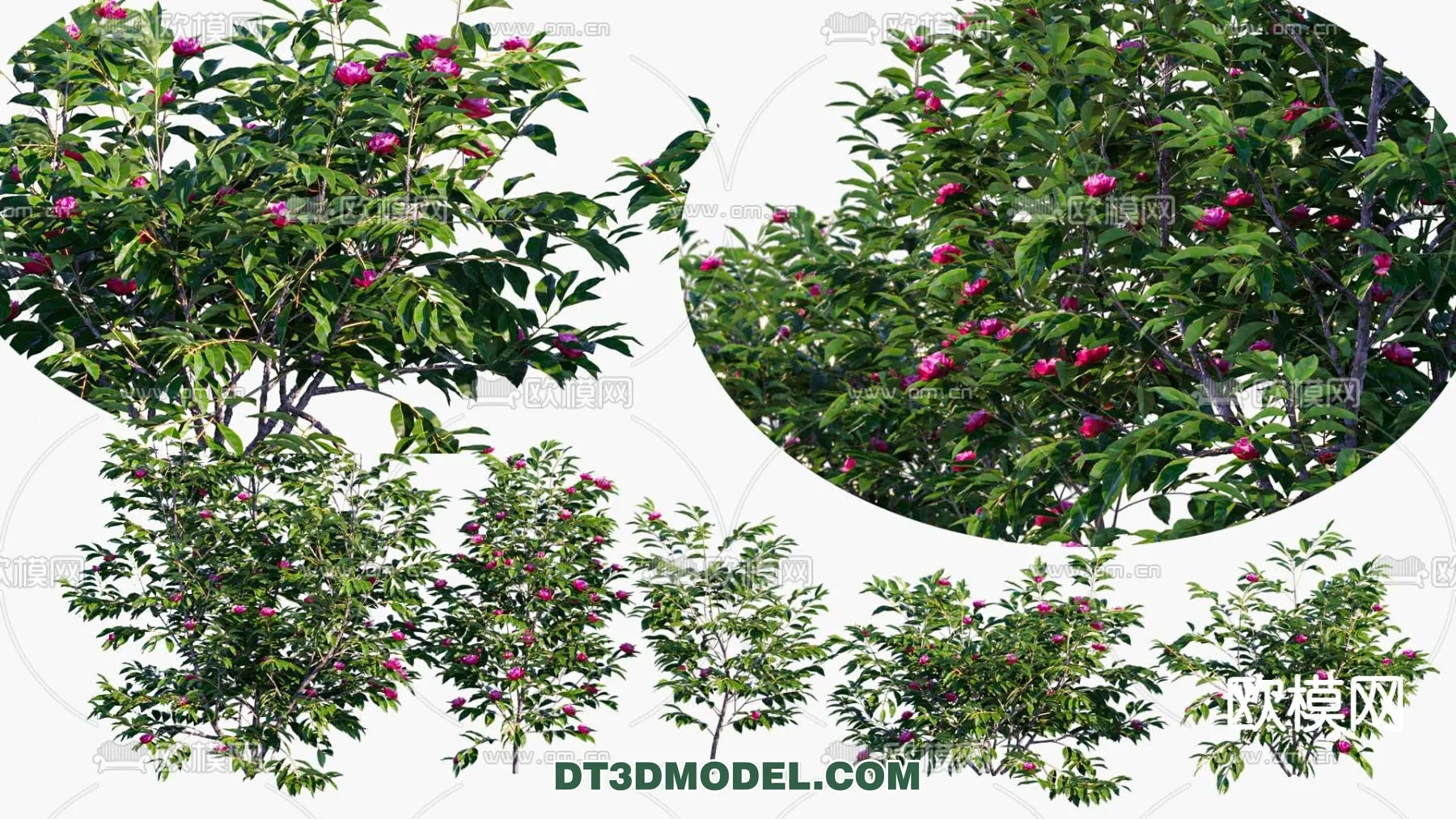 PLANTS – BUSH – VRAY / CORONA – 3D MODEL – 285