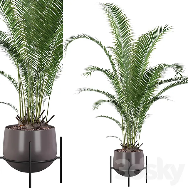 Plants collection 002 – Areca Palm 01 3ds Max