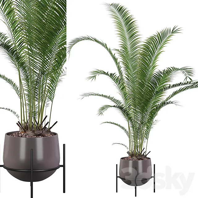 Plants collection 002 – Areca Palm 01 3DSMax File