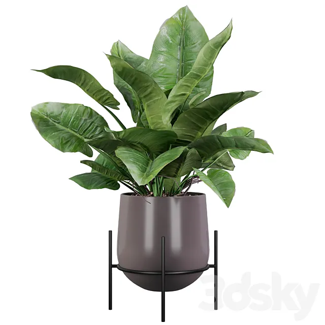 Plants collection 004 – Philodendron imperial green 3ds Max