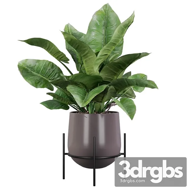 Plants collection 004 – philodendron imperial green