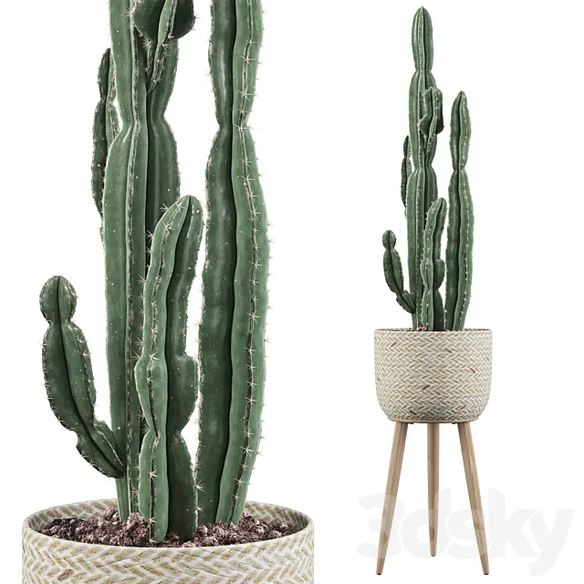 Plants collection 006 – Euphorbia candelabrum 2 cactus 3ds Max