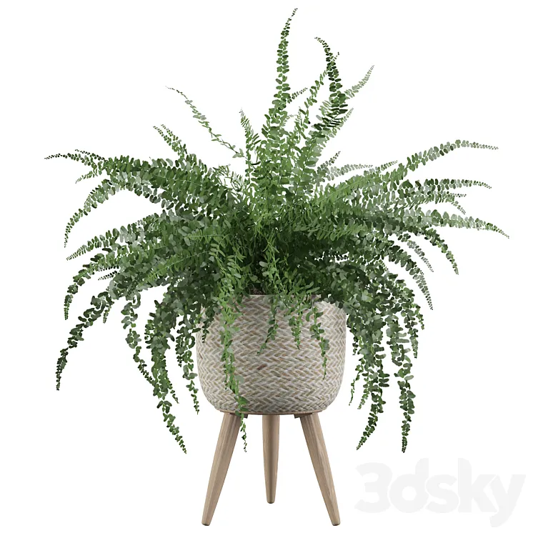 Plants collection 007 – Fern indoor 01 3DS Max