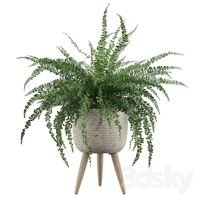 Plants collection 007 – Fern indoor 01 3DSMax File