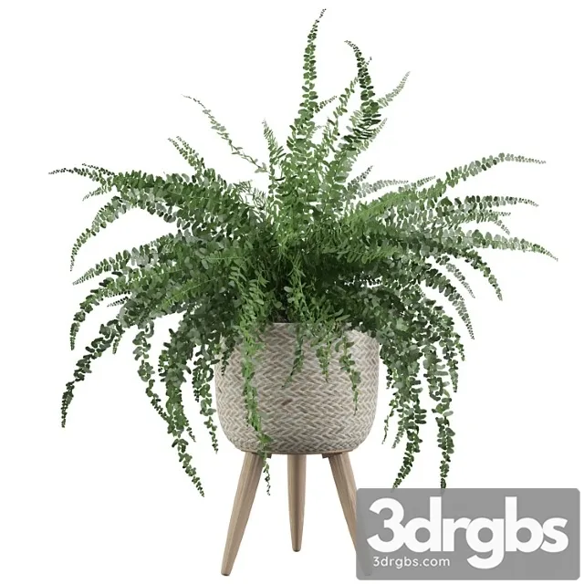 Plants collection 007 – fern indoor 01