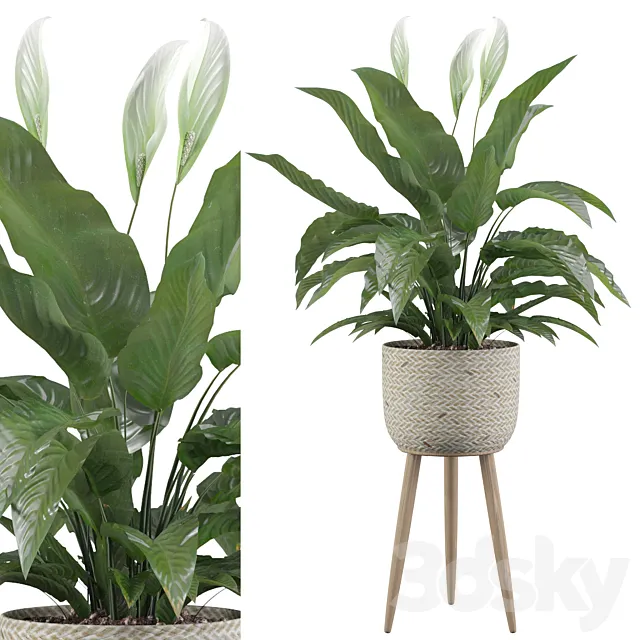 Plants collection 009 – Peace Lily 01 3DSMax File