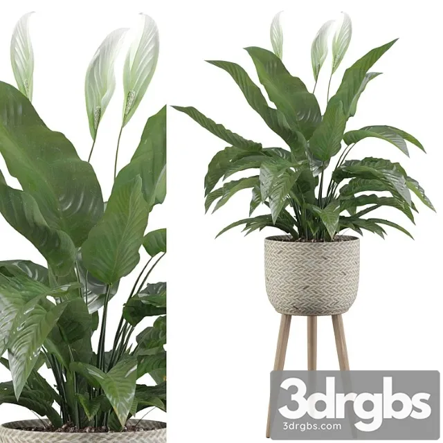 Plants collection 009 – peace lily 01