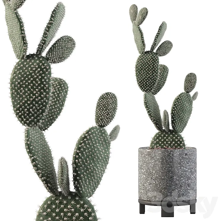 Plants collection 010 – Opuntia microdasys 01 3DS Max