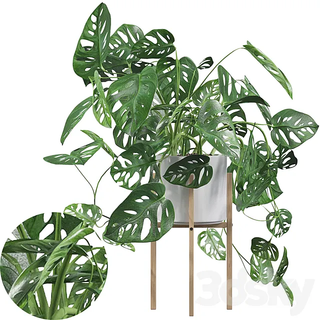 Plants collection 028 – Monstera monkey mask 02 3DS Max Model