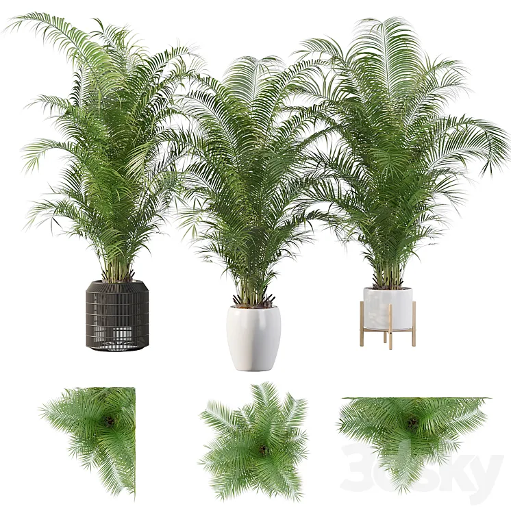 Plants collection 032 – Areca Palm Pack 1 3DS Max