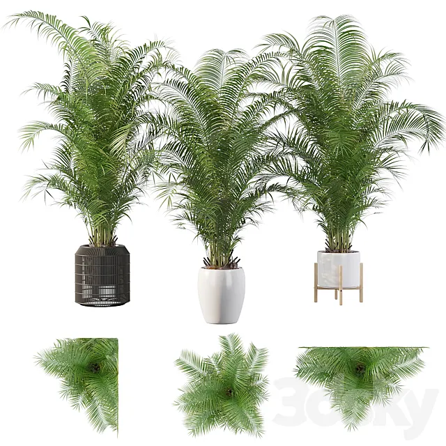 Plants collection 032 – Areca Palm Pack 1 3DSMax File