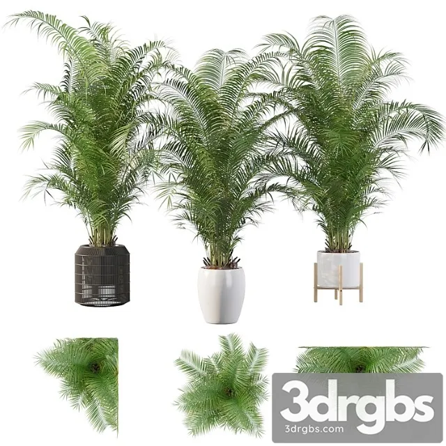 Plants collection 032 – areca palm pack 1
