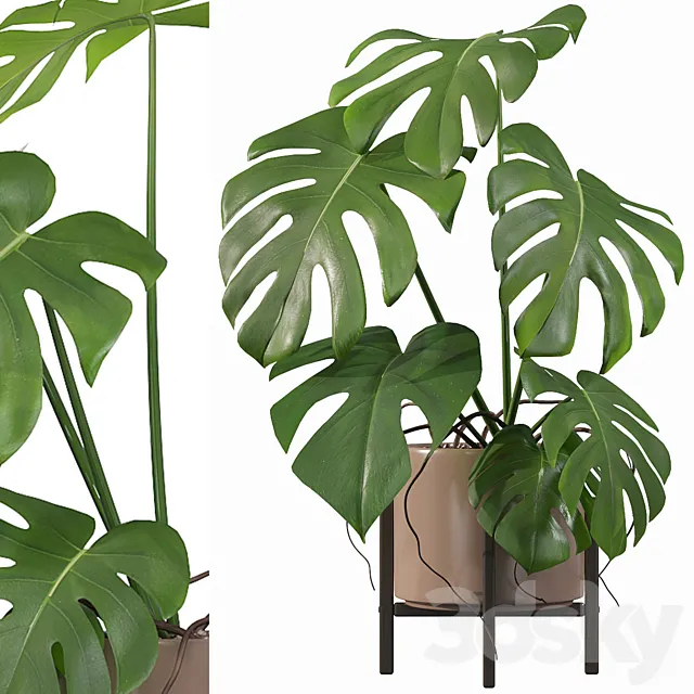 Plants collection 034 – Monstera 3ds Max