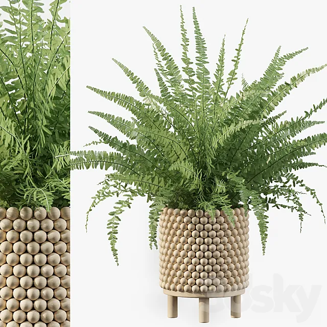 Plants collection 035 – Fern 03 3DS Max Model