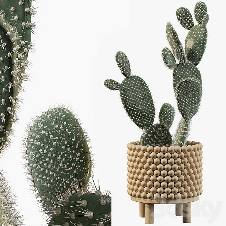 Plants collection 038 – Opuntia microdasys 03 3DS Max