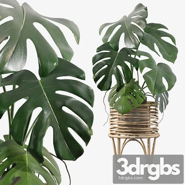 Plants collection 045 – monstera 03