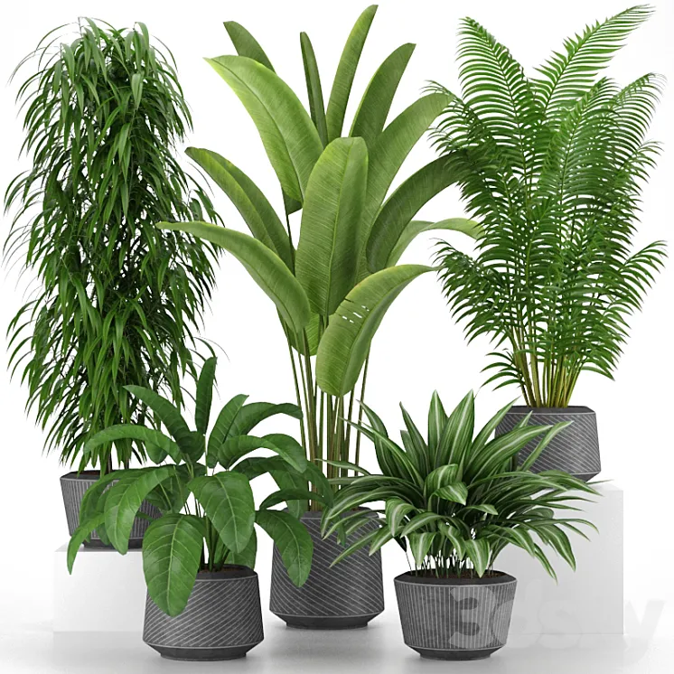 Plants collection 05 3DS Max