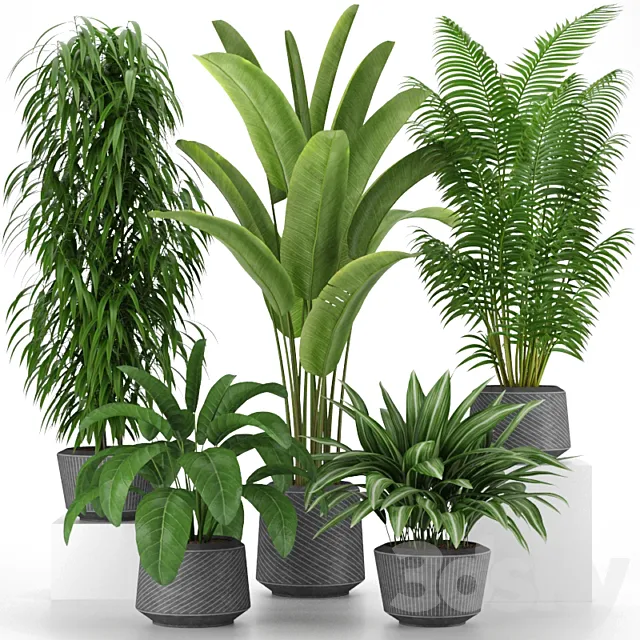 Plants collection 05 3DSMax File