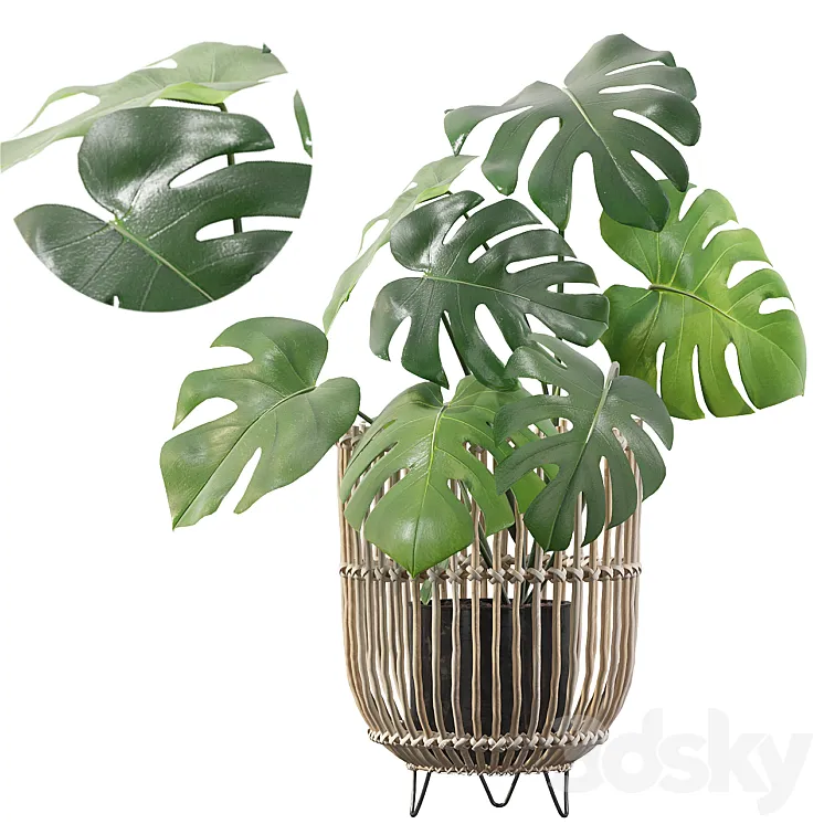 Plants collection 054 – Monstera 04 3DS Max