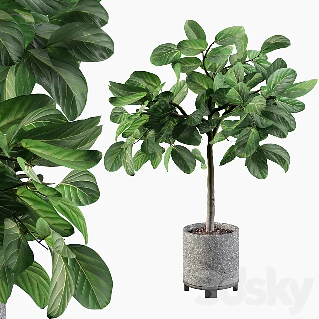 Plants collection 074 – ficus benghalensis 3ds Max