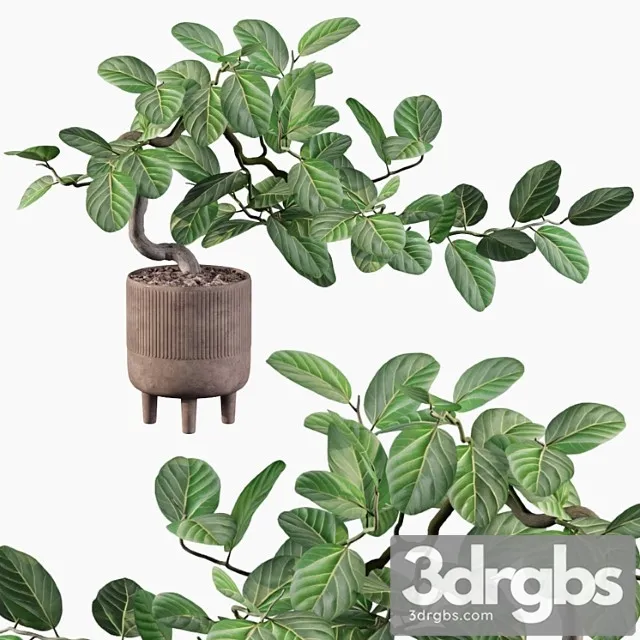 Plants collection 085 – ficus benghalensis