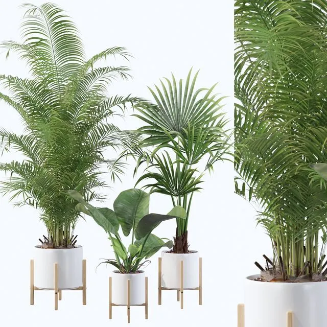 Plants collection 086 3dsMax Model