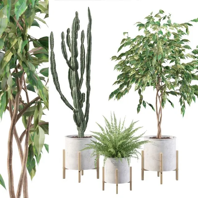 Plants collection 095 3dsMax Model