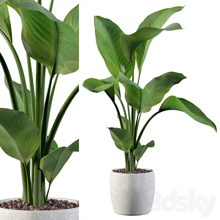 Plants collection 100 – strelitzia 3DS Max Model