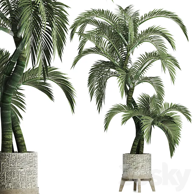 Plants Collection 162 Egyptian Palm 3DS Max Model