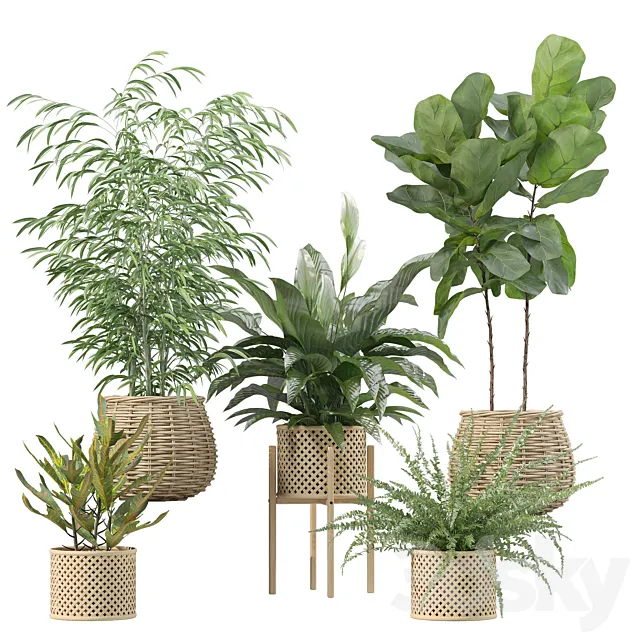 Plants collection 214 – bamboo croton fern ficus 3dsMax Model