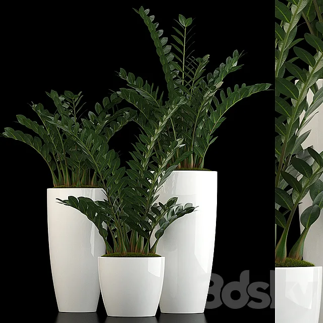 Plants collection 56 3ds Max