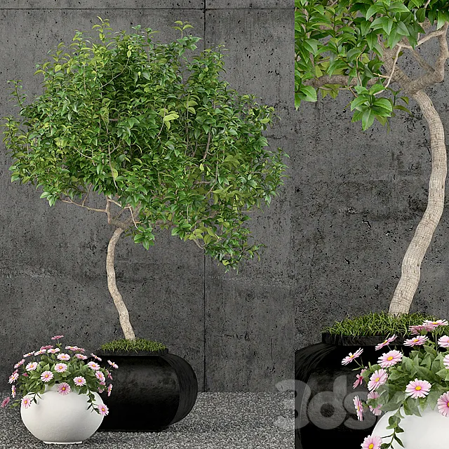 Plants collection 61 3ds Max