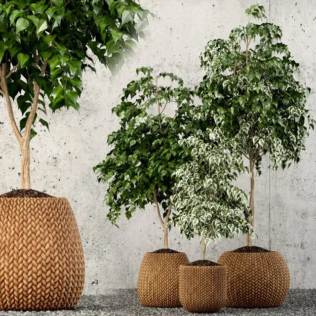 Plants collection 62 3dsMax Model