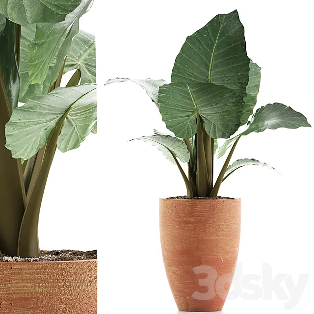 Plants Collection 67 Alocasia 3ds Max