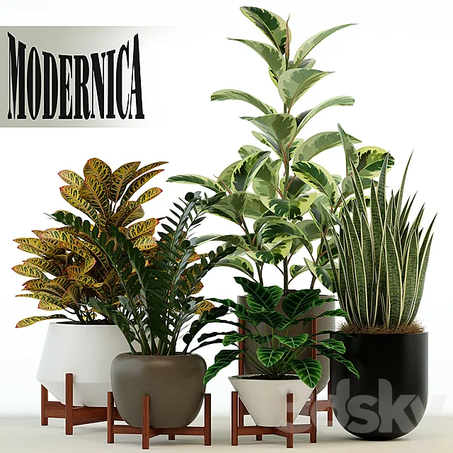 Plants collection 75 Modernica pots 3DSMax File