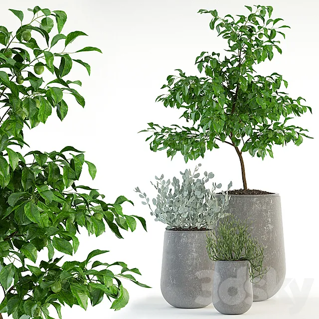 Plants collection 82 Garden life pots 3ds Max