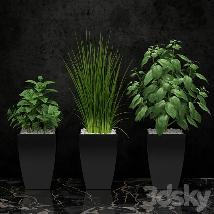 Plants for the kitchen 3DS Max
