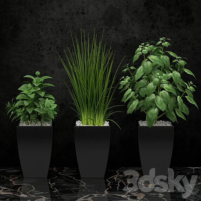 Plants for the kitchen 3DSMax File