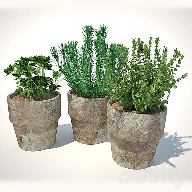 plants for the kitchen 3DSMax File