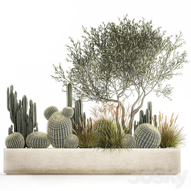 Plants from cacti reeds wood Olive olive Cereus. 1105. 3DS Max