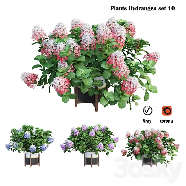 Plants Hydrangea set 10 3DS Max Model