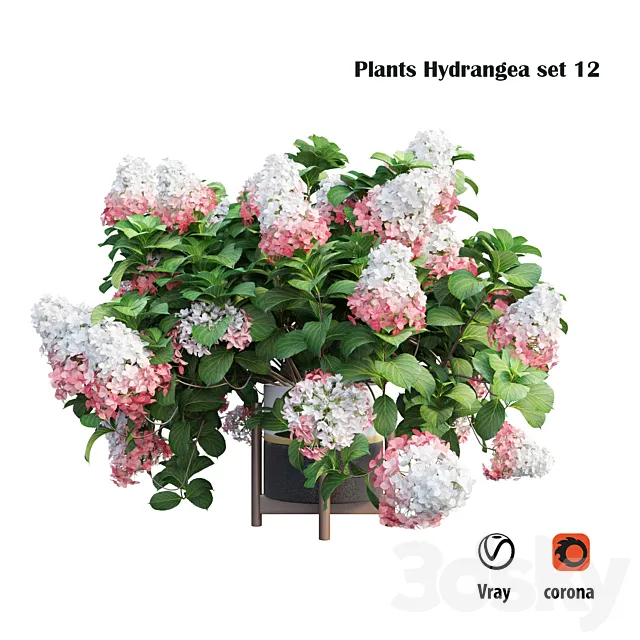 Plants Hydrangea set 12 3DS Max Model